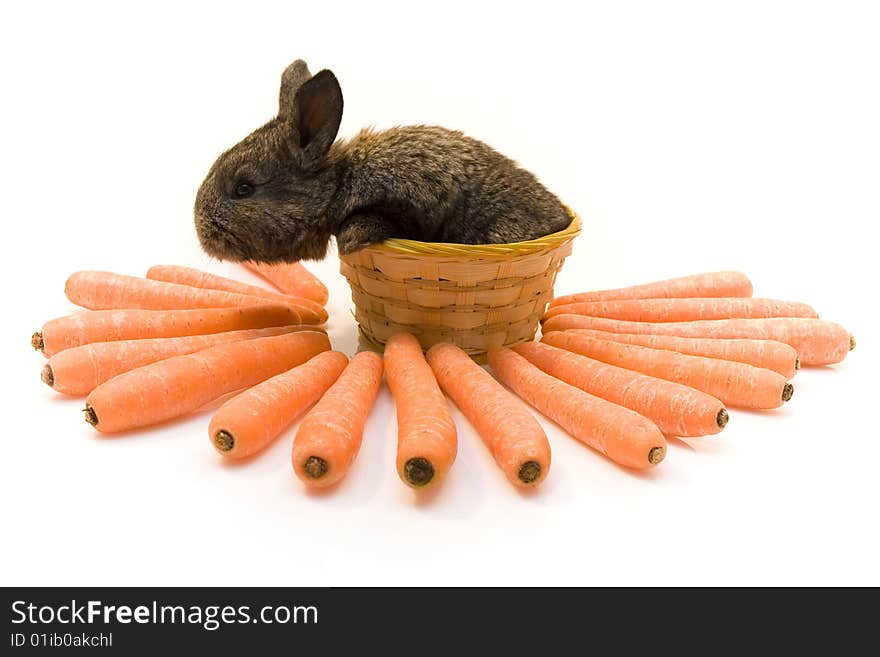 Small estern rabbit with big carrots. Small estern rabbit with big carrots