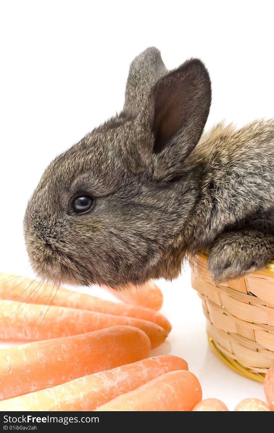 Small estern rabbit with big carrots. Small estern rabbit with big carrots