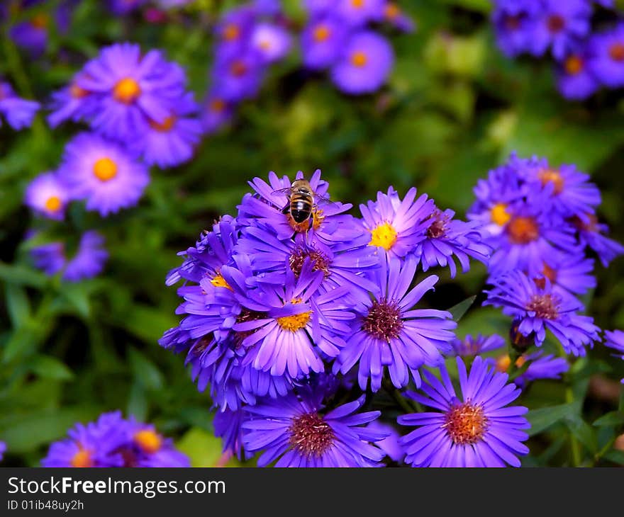 Bee on a flower