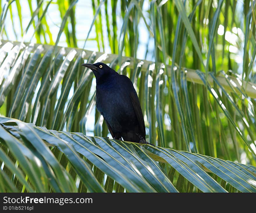 This black bird found in mexico is related to the crow and magpie family and is very vocal with a sharp but not unpleasant whistle and does a frisky courtship dance for his mate. This black bird found in mexico is related to the crow and magpie family and is very vocal with a sharp but not unpleasant whistle and does a frisky courtship dance for his mate.