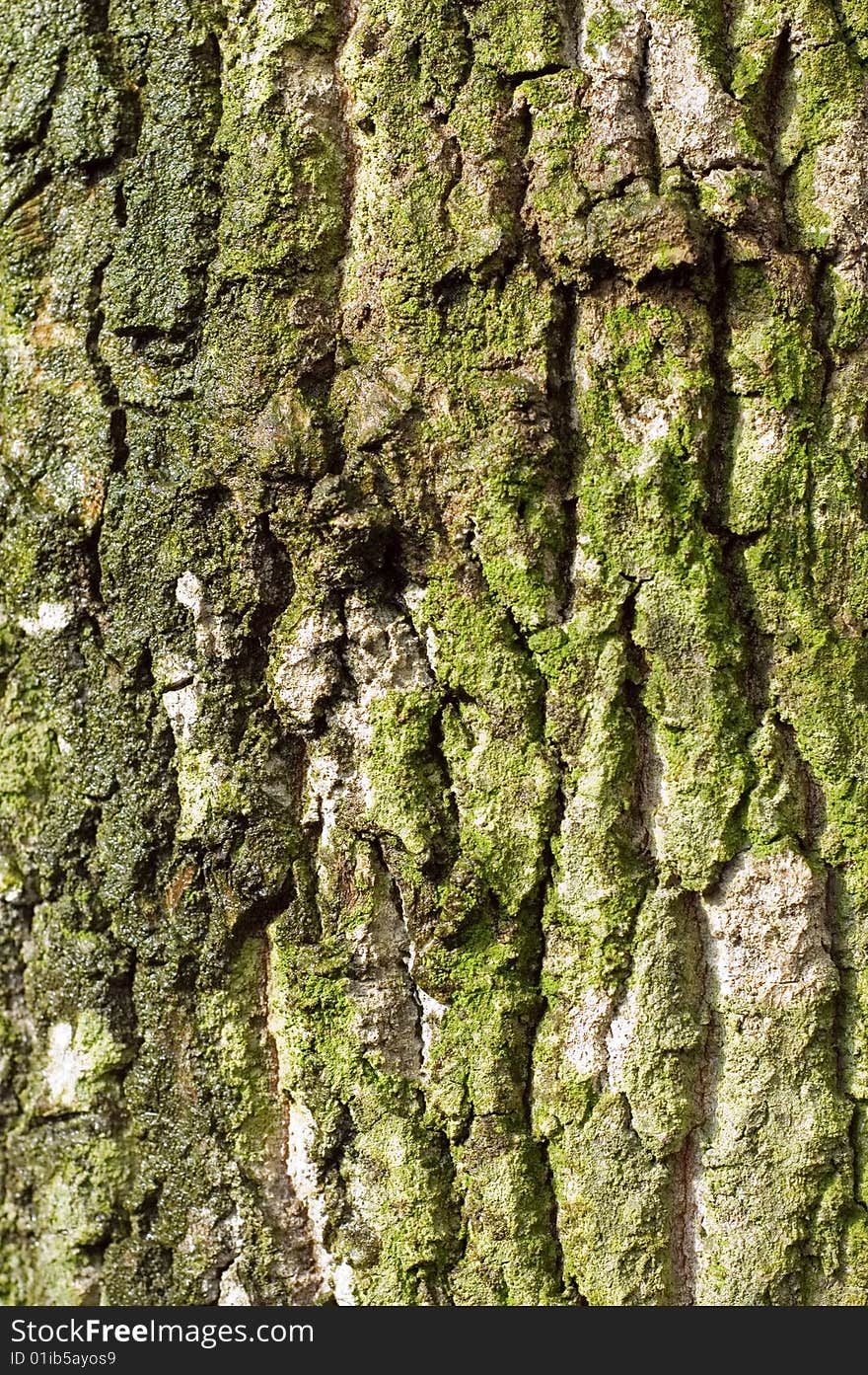 Bark of oak