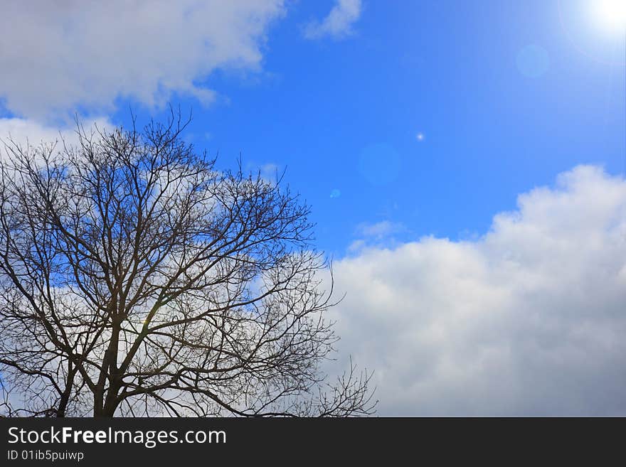 Tree on the blue sky background. Tree on the blue sky background