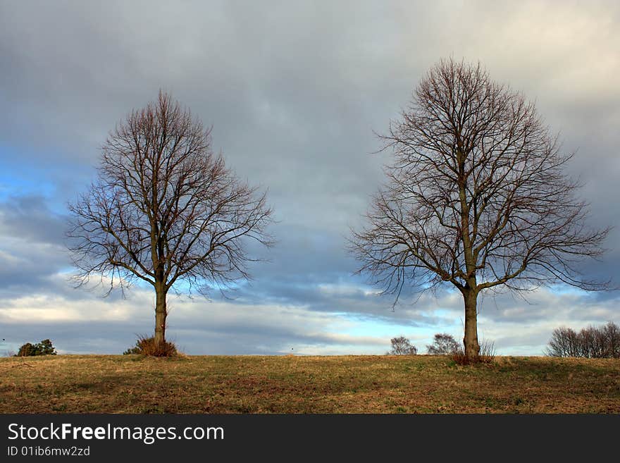 Trees