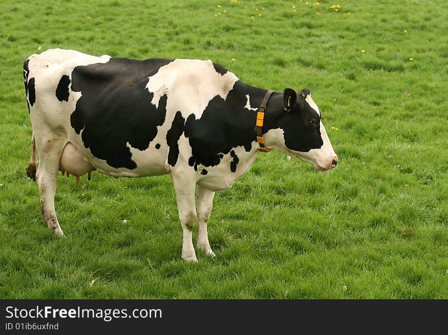 Cow Standing In The Meadow