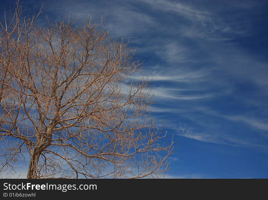 Tree And Sky