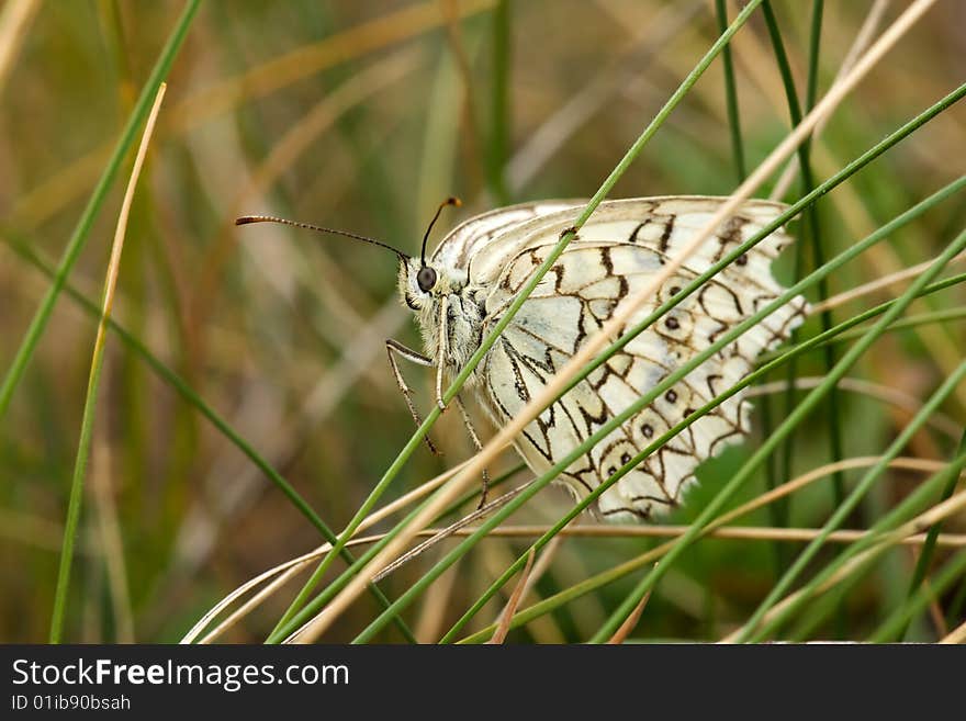 White butterfly on brown background