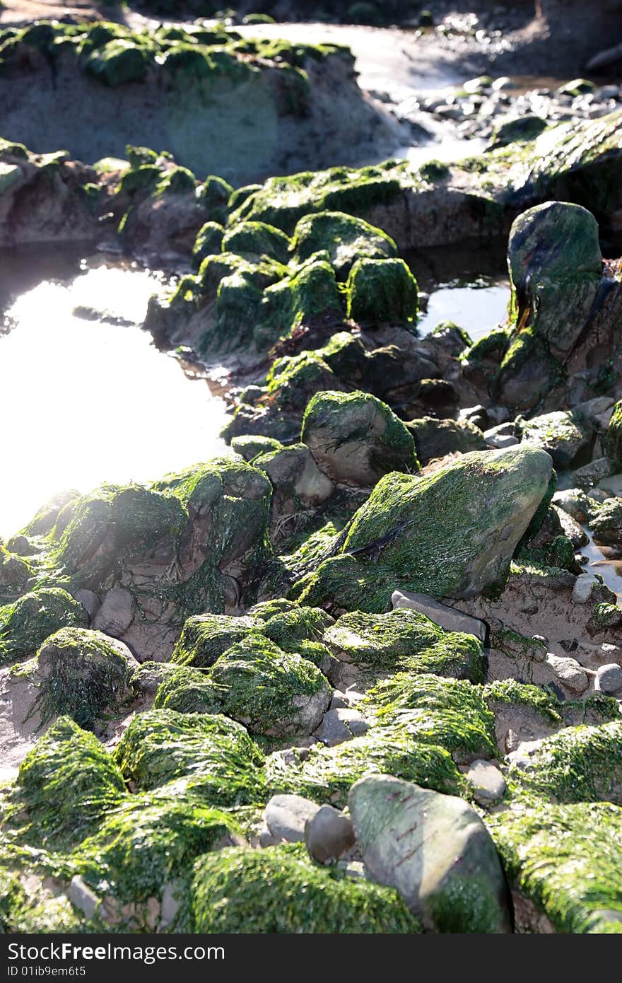 Sea weed covered rocks on beale beach co kerry ireland on a cold winters morning. Sea weed covered rocks on beale beach co kerry ireland on a cold winters morning