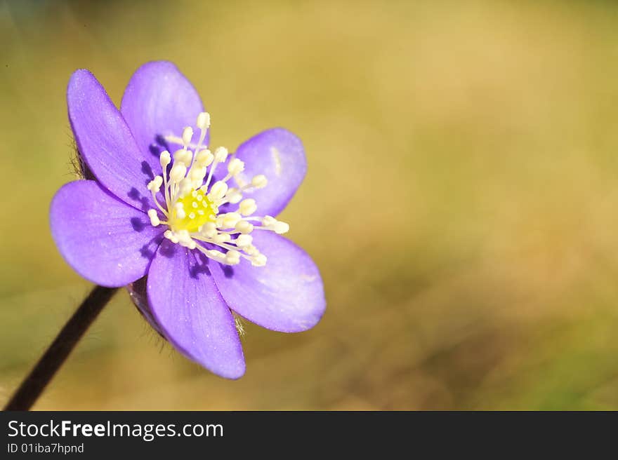 Closeup of Kidneywort flower in a forest margin in the Pyrenees. Popular knowledge says that it has the power to heal kidney illnesses