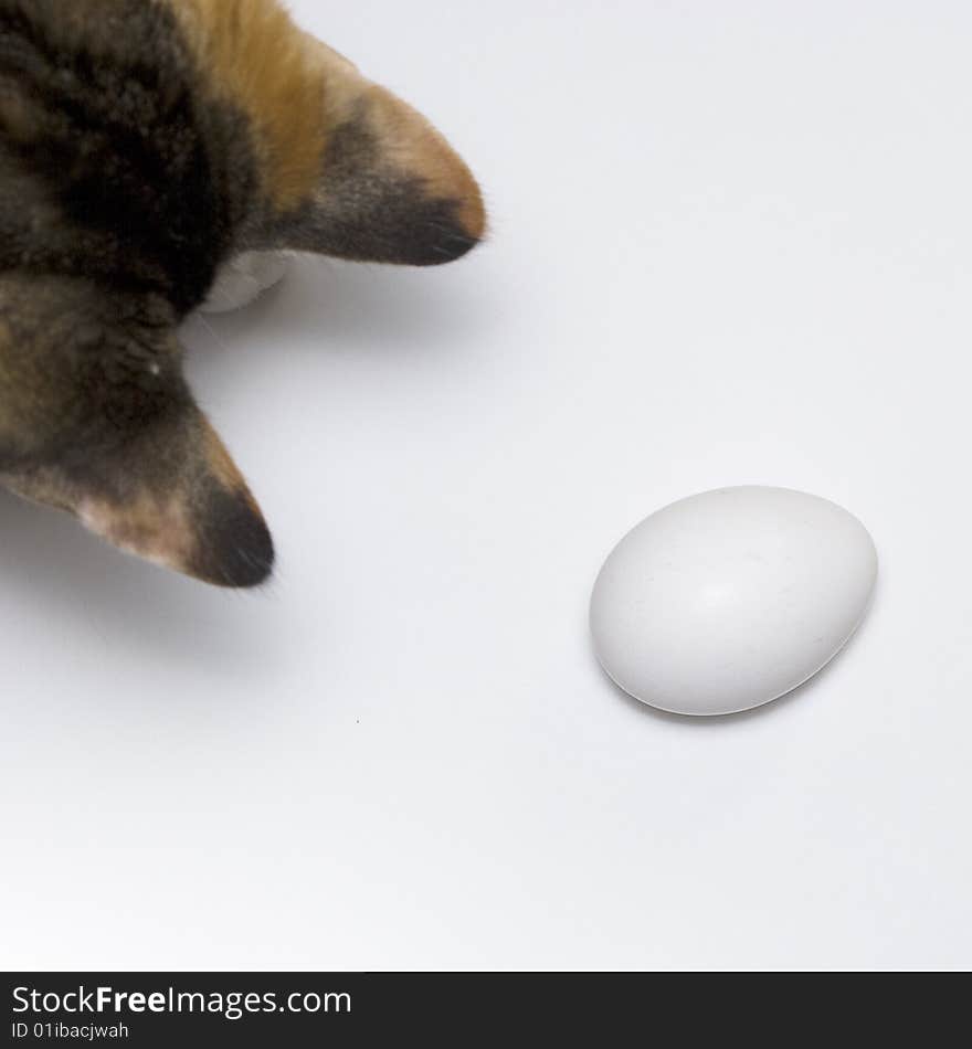 A kitten playing with an egg on a white background. A kitten playing with an egg on a white background.