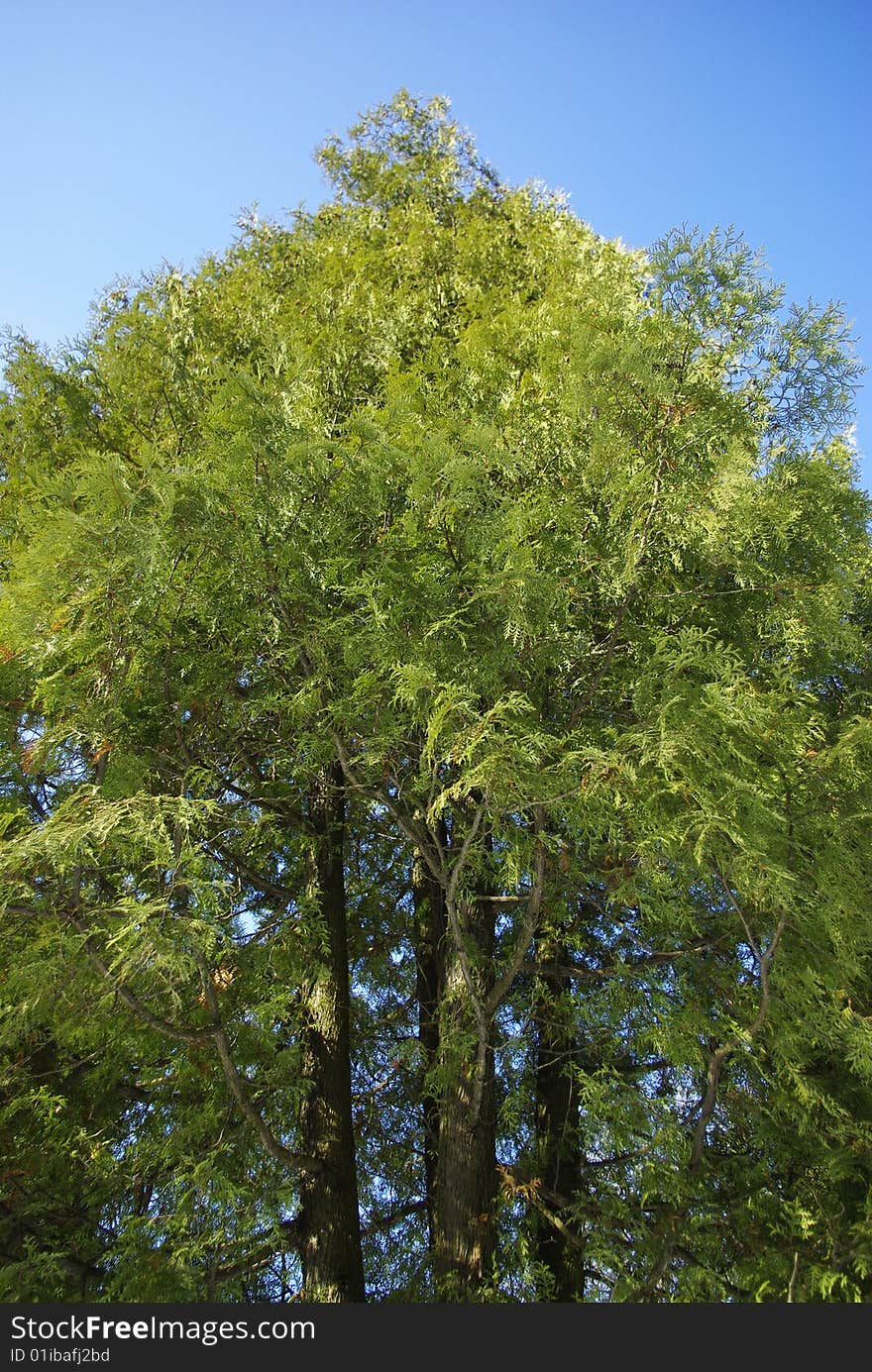 The green fir on background of sky