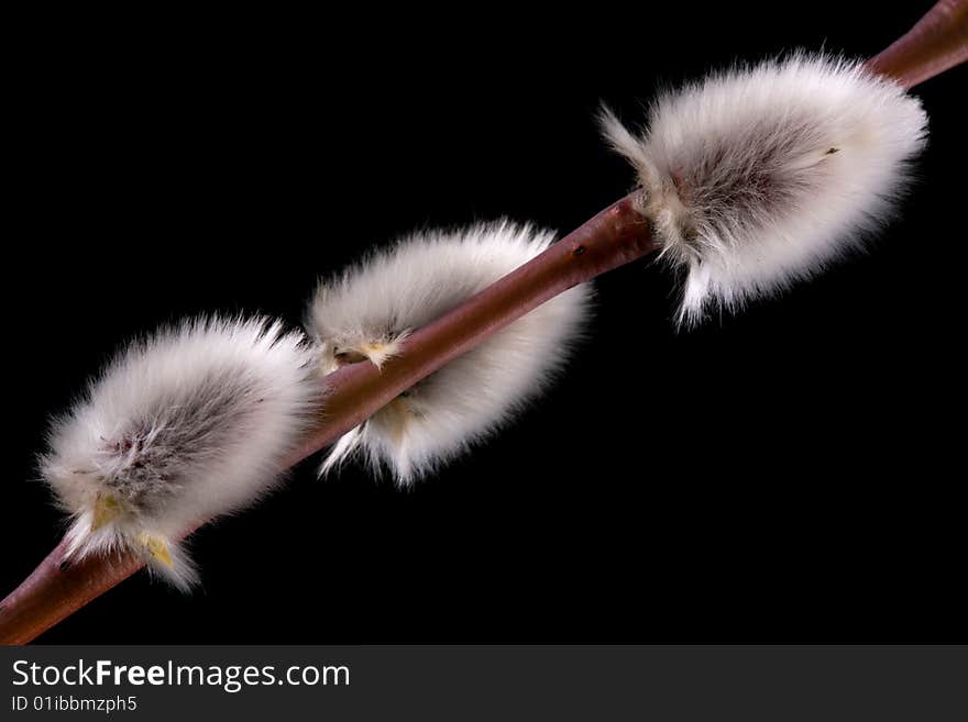 WIllow buds