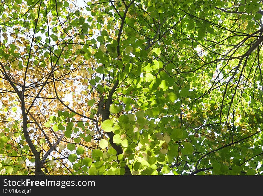 Sunlight rays are going through tree crowns. Sunlight rays are going through tree crowns