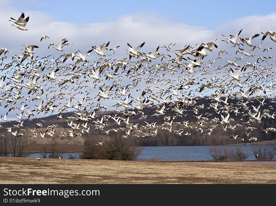 Snow Geese