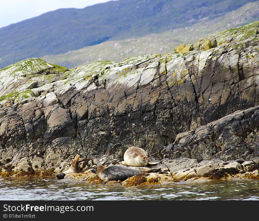 Seals resting on the rock in scotland