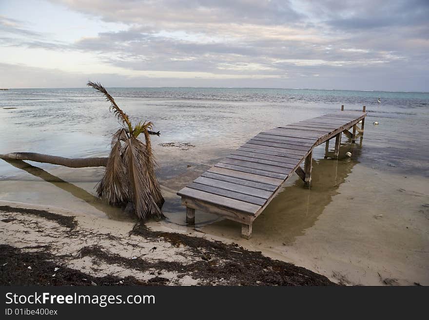 A fallen palm and pier at Sunset