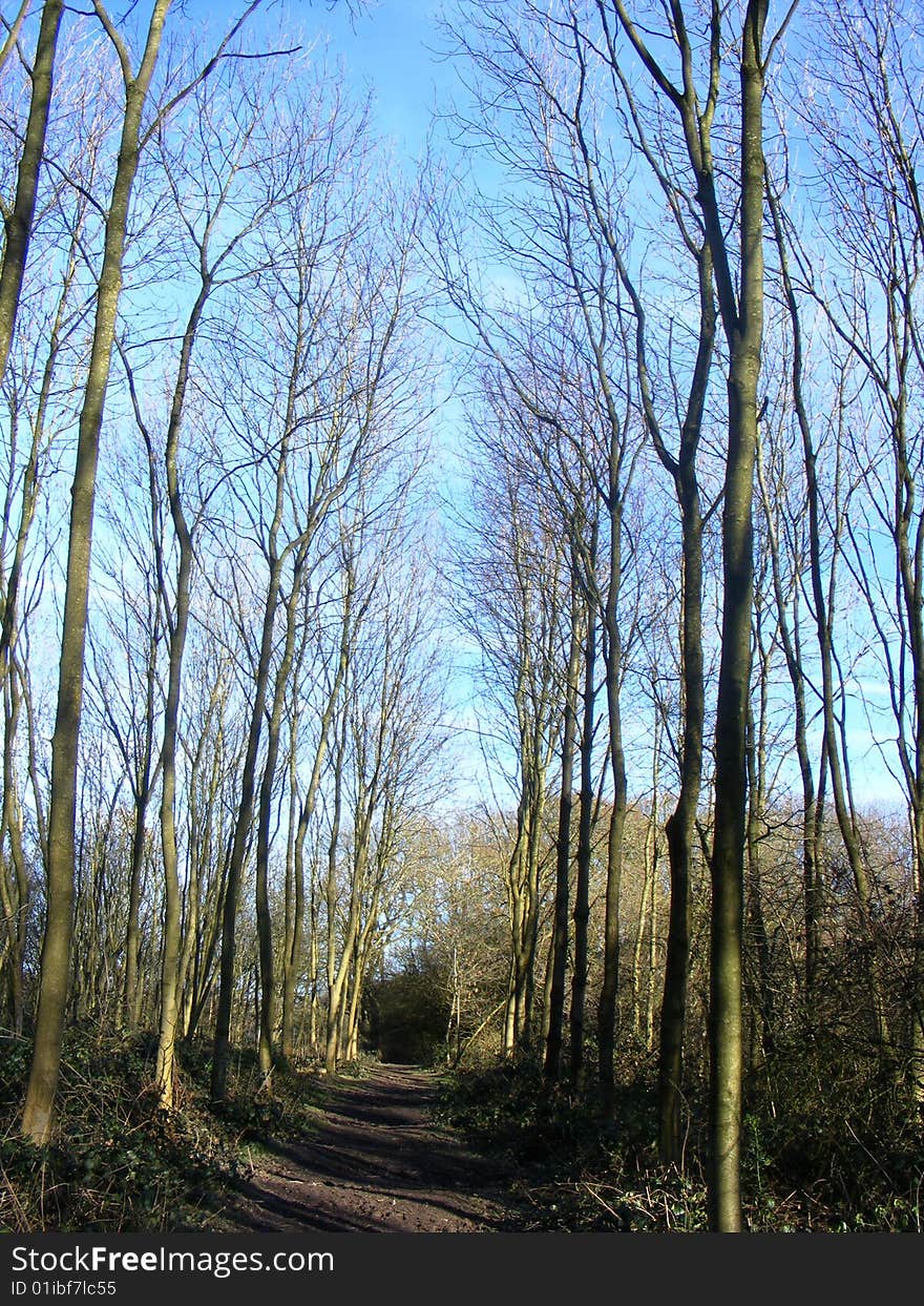 Woodland path