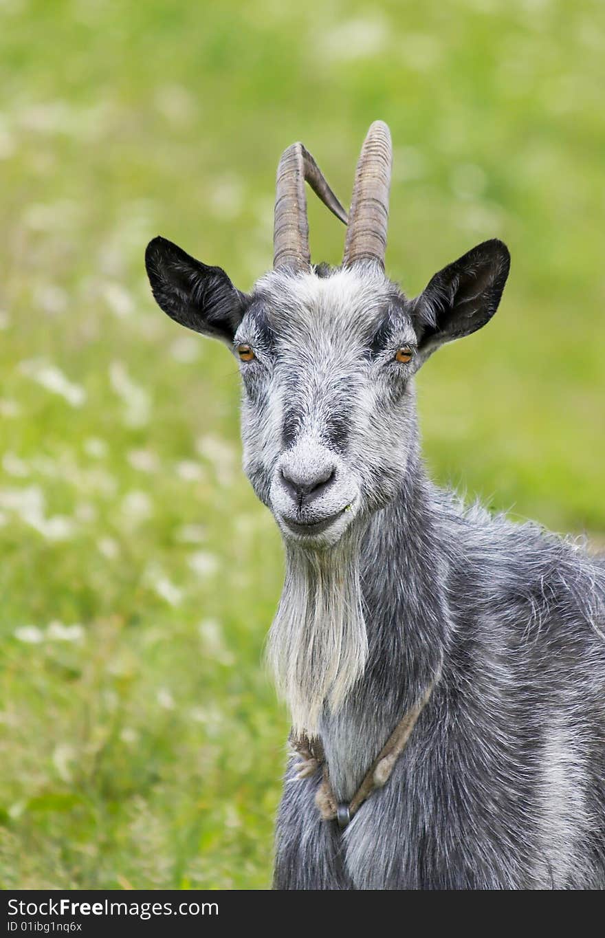 The grey goat on the green meadow