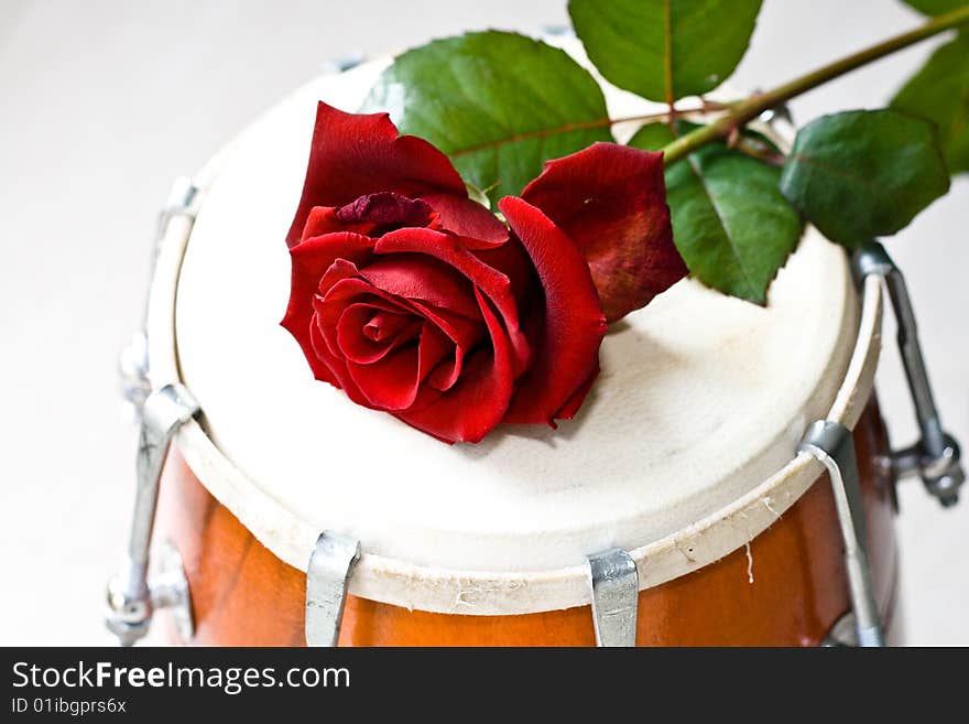 Red Rose on a Dhol drum