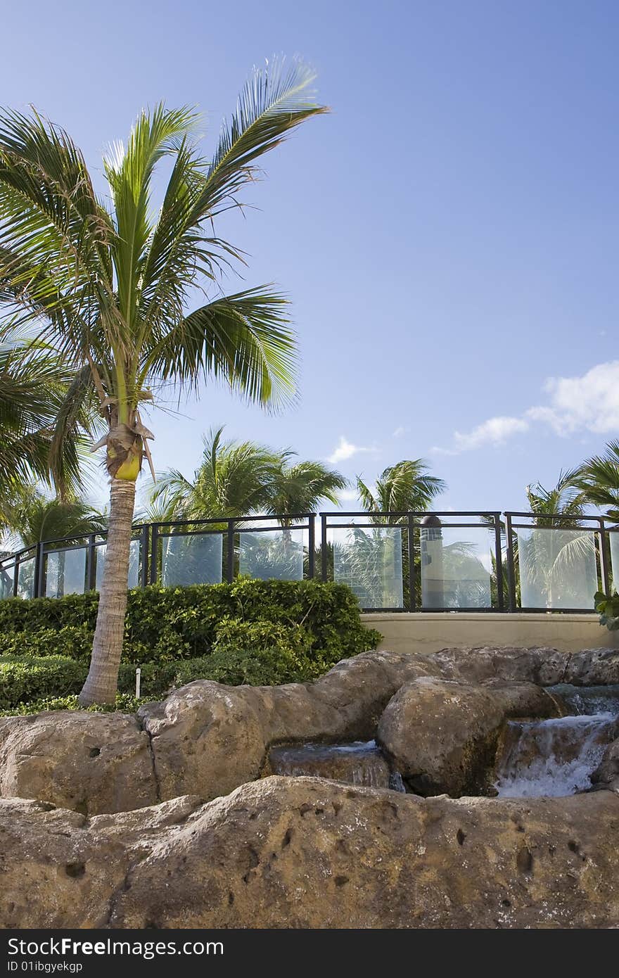 Palm Tree and Fountain