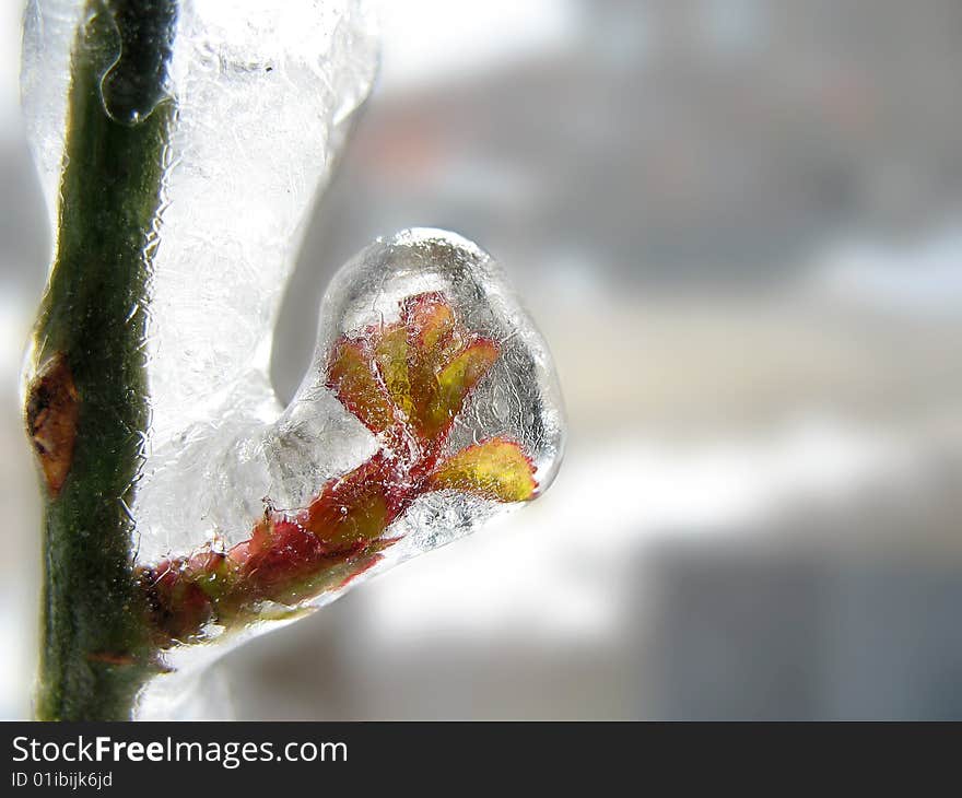 Red rose stalk covered in ice