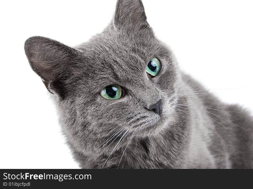 Grey cat's muzzle with green eyes closeup portrait