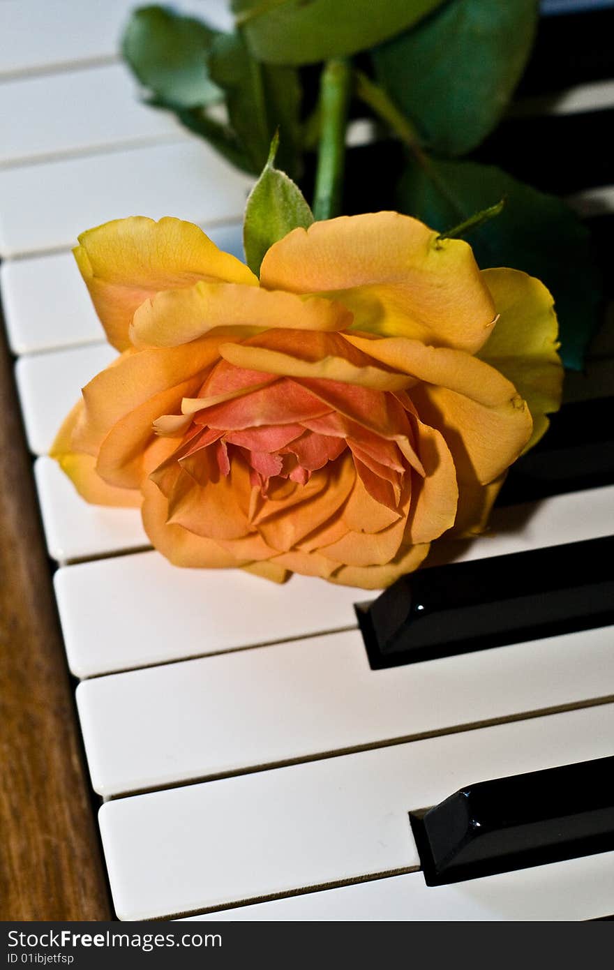 Orange rose on the piano