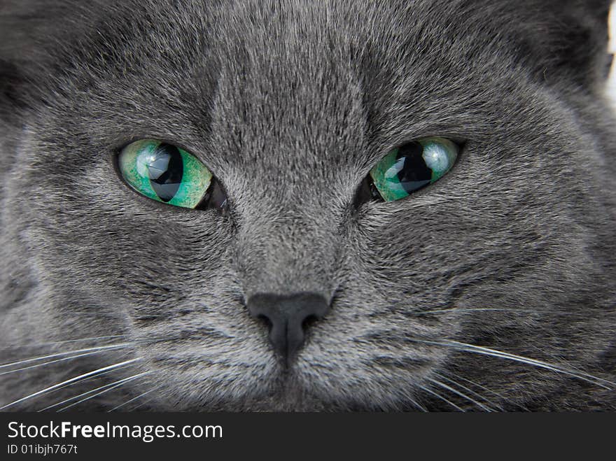 Grey cat's muzzle with green eyes closeup portrait