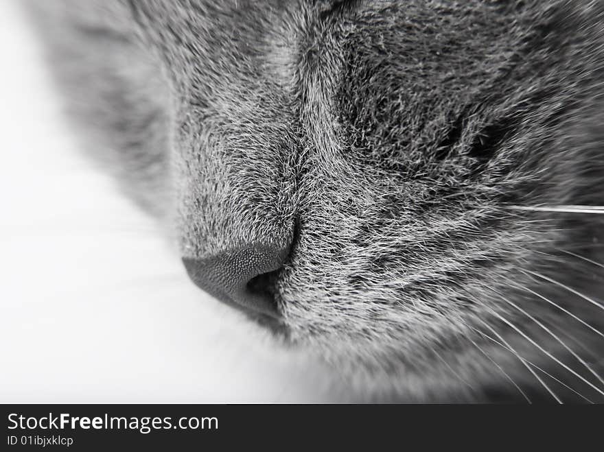 Sleeping grey kitten close up