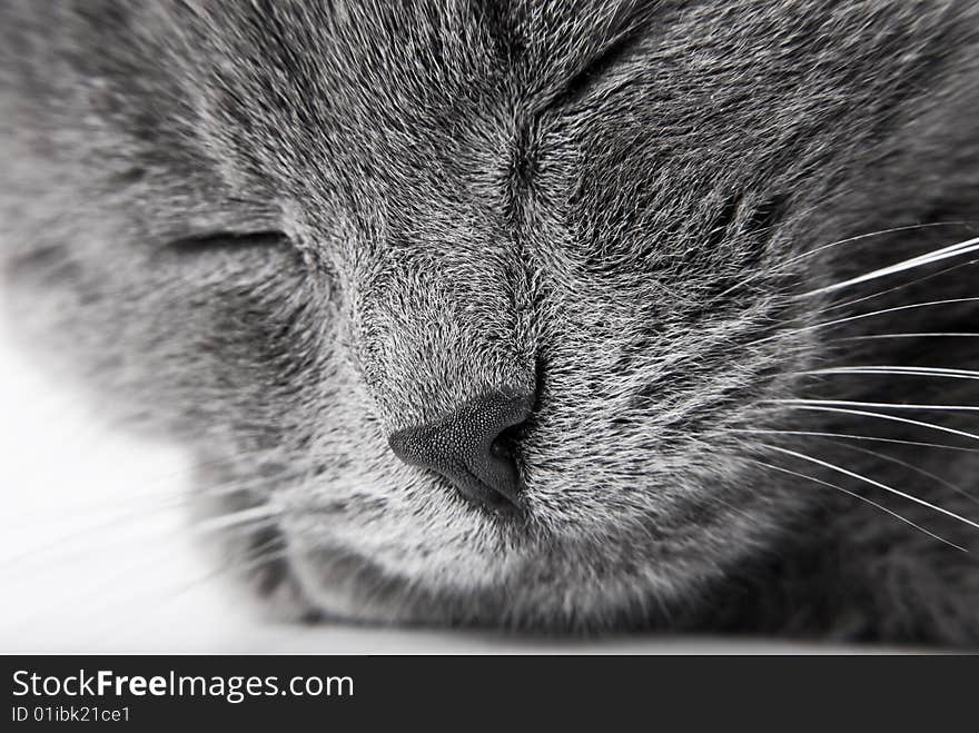 Sleeping grey kitten close up