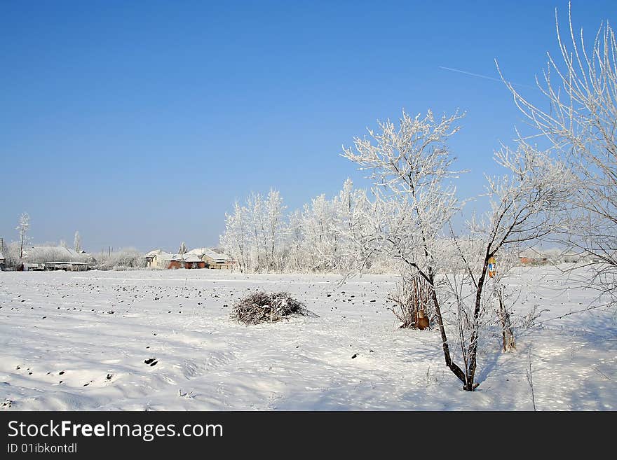 Winter landscape. blue sky. trees in the iny