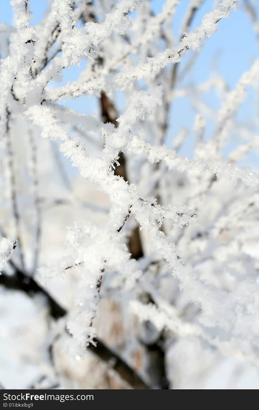 Snow covered branches. blue sky