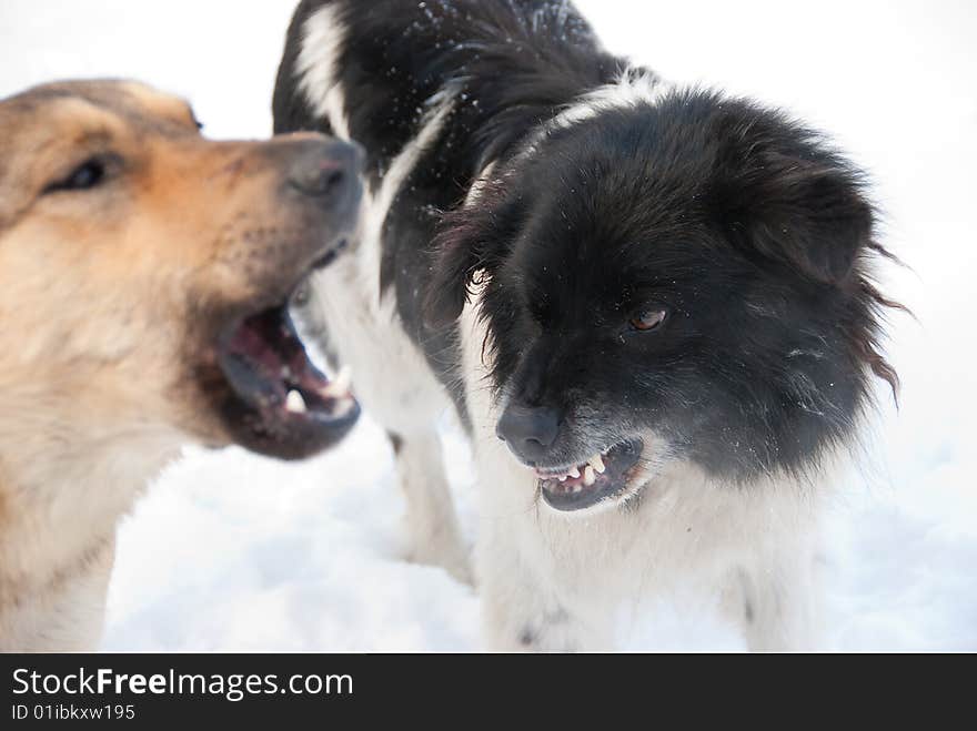 Two dogs grin against each other