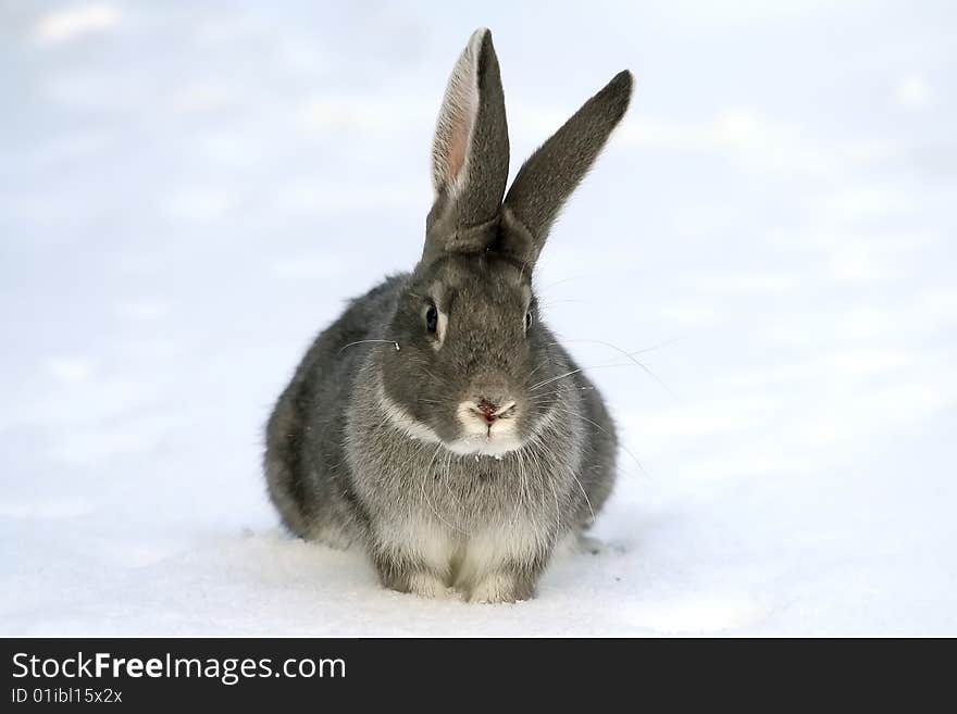 Gray rabbit in the snow