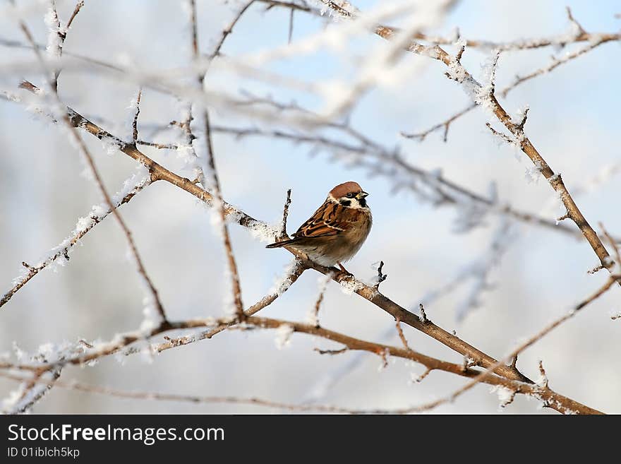 Sparrow on snow-covered branch