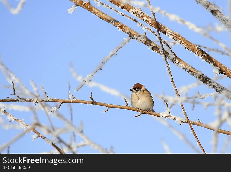 Sparrow