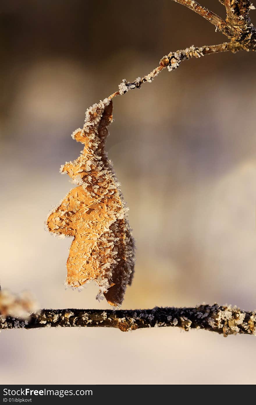 Frozen old leaf on the tree. Frozen old leaf on the tree