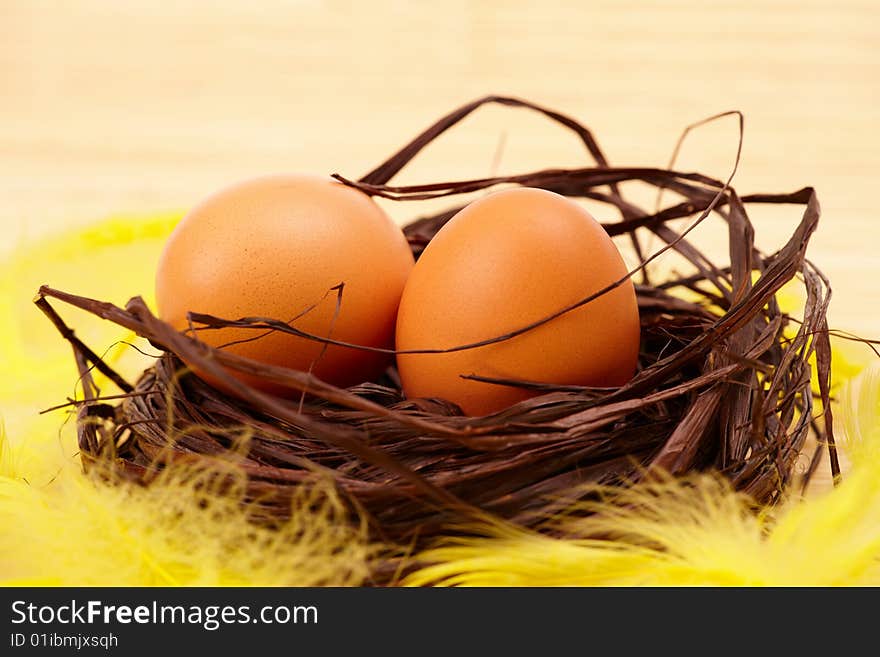 Eggs in nest