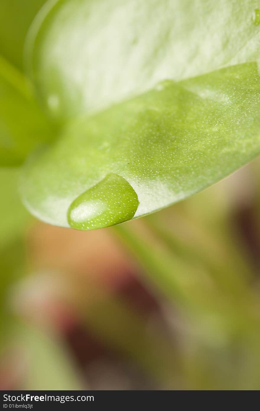 Macro shot of a water droplet on the edge of an ivy leaf. Macro shot of a water droplet on the edge of an ivy leaf.