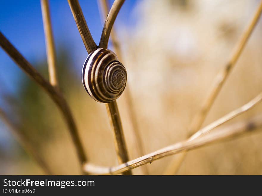 Snail on a branch in sunny day