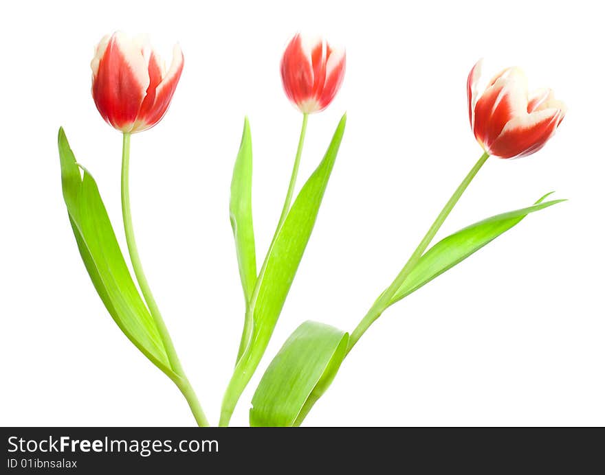 Bouquet Of Three Red-white Tulips