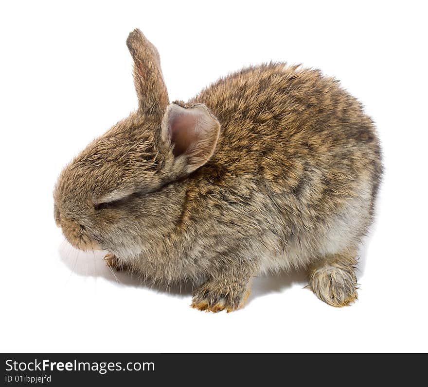 Small bunny with closed eyes