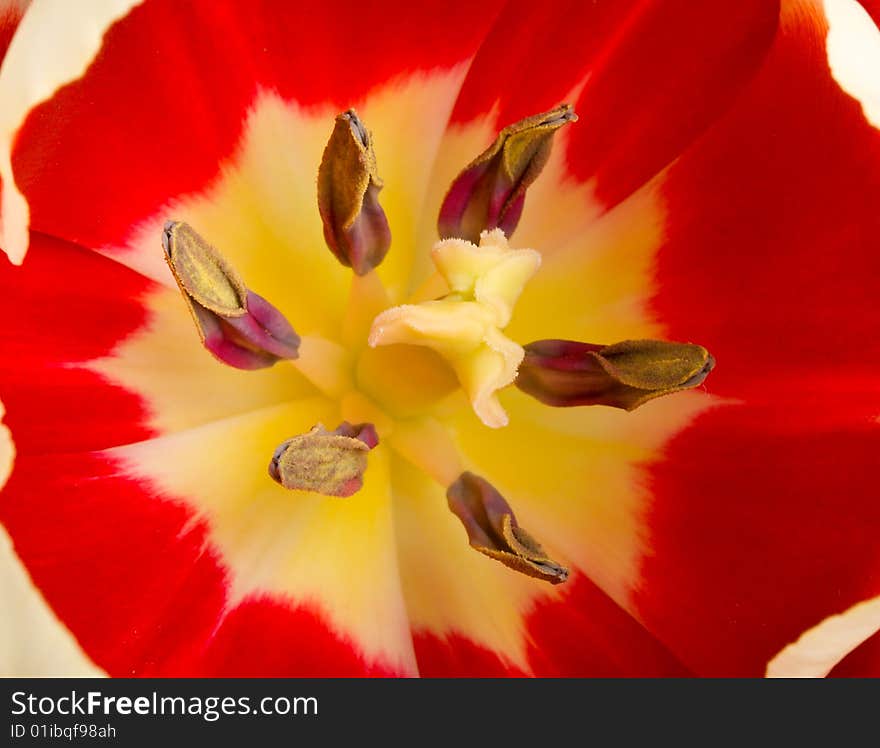 Tulip macro