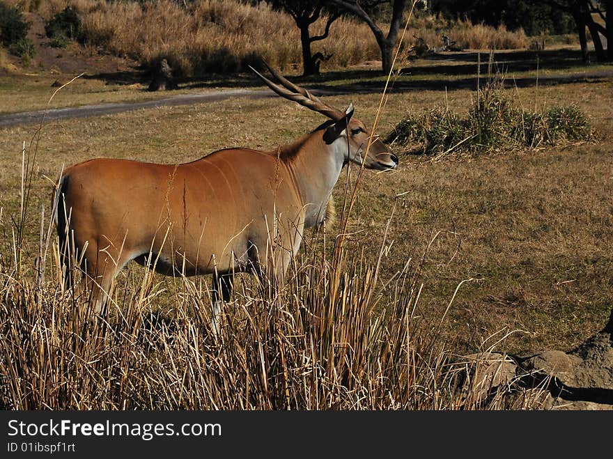 Animals out and about on the land. Animals out and about on the land