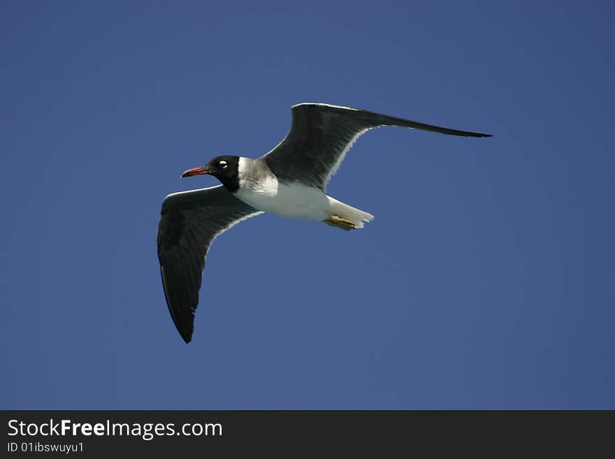 Seagull gliding under beautiful blue sky. Seagull gliding under beautiful blue sky