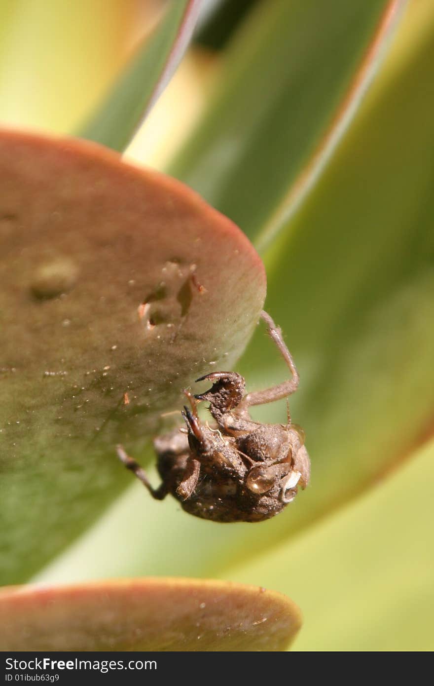 A cicada shell, on the tip of a leaf