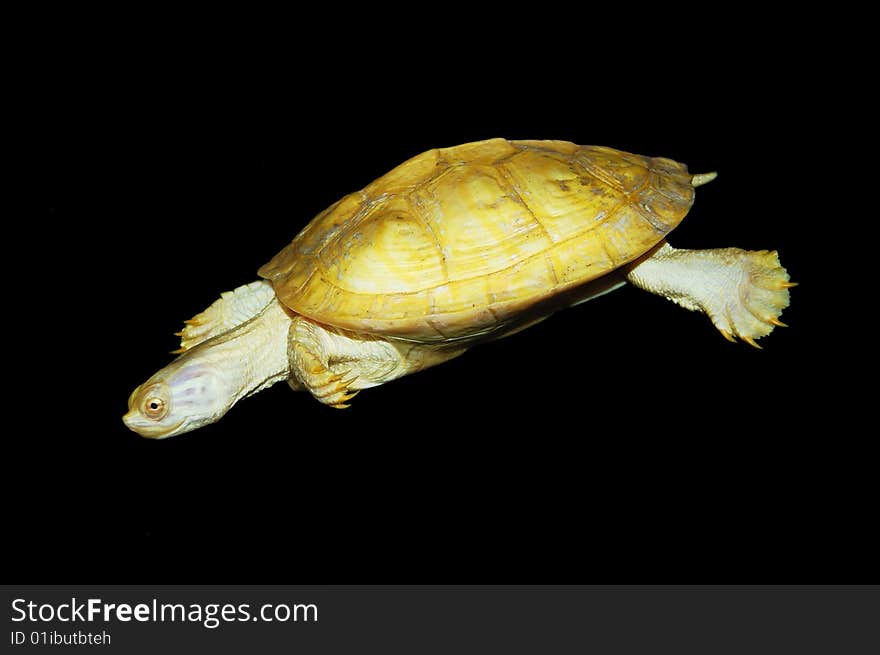 Rare albino turtle on black background