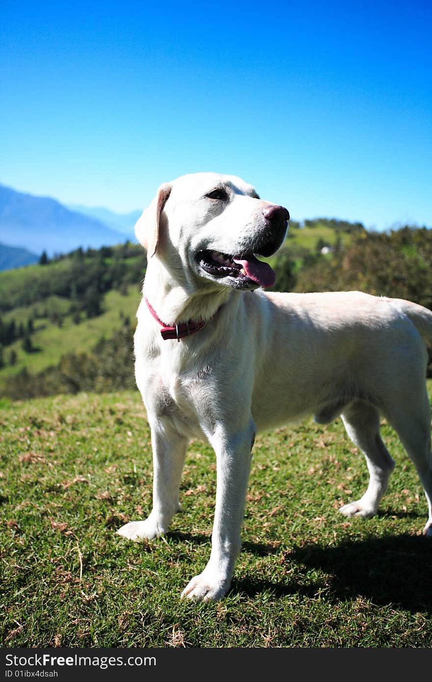 Brings the puppy to go to on the mountain. Brings the puppy to go to on the mountain