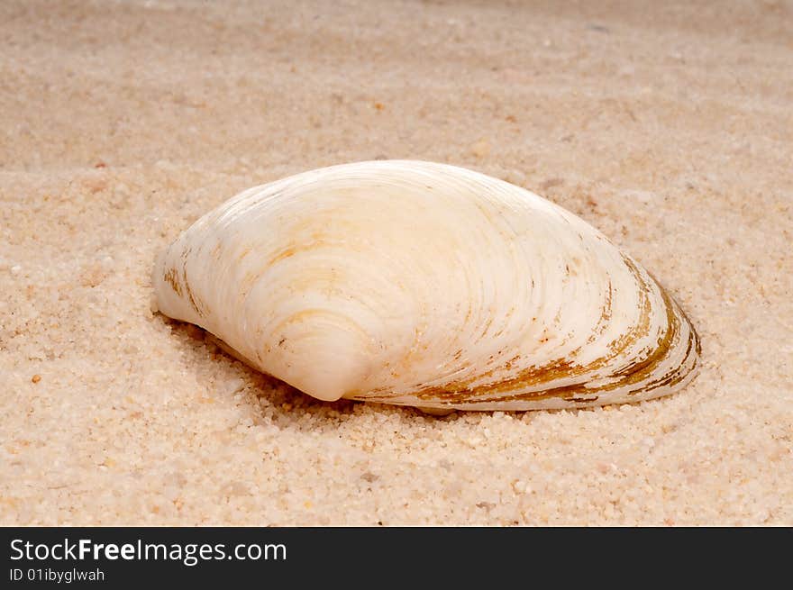 Closeup Of A Sea Shell On Sand