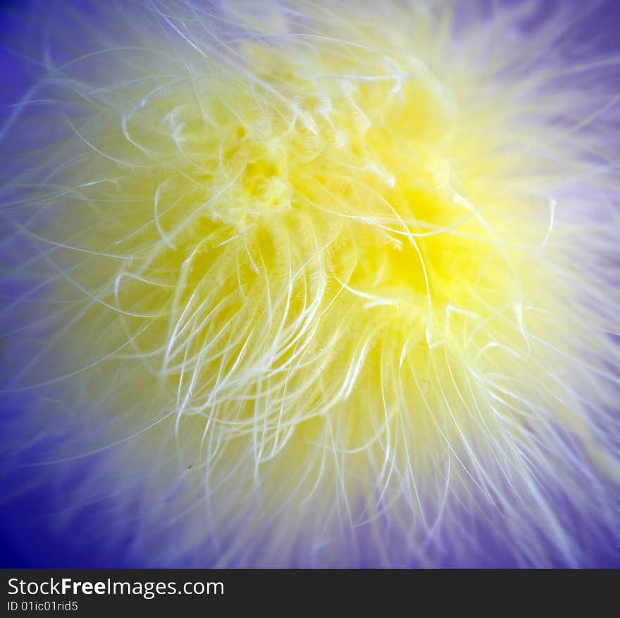 Close-up of a yellow feather on a blue background