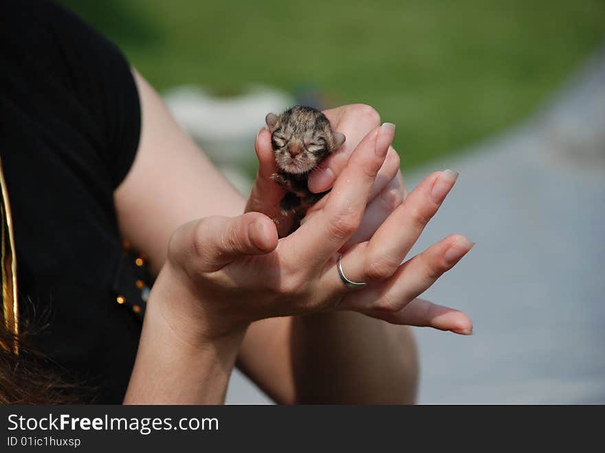 Newborn kitten